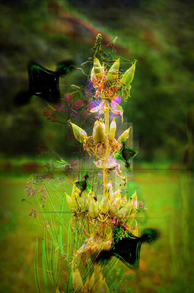 Tournesol